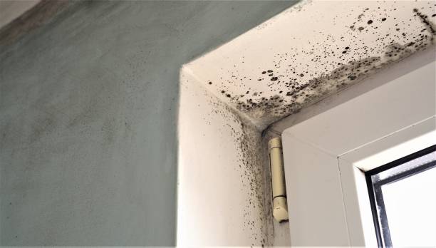 Best Commercial Mold Inspection  in Longboat Key, FL