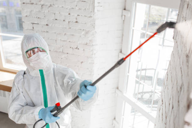 Best Water Damage & Mold Remediation  in Longboat Key, FL