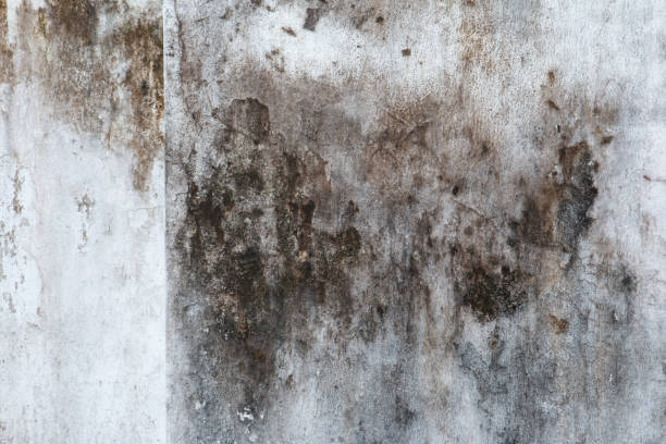 Best HVAC Mold Inspection and Cleaning  in Longboat Key, FL