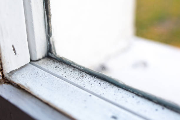 Best Dehumidification Services  in Longboat Key, FL