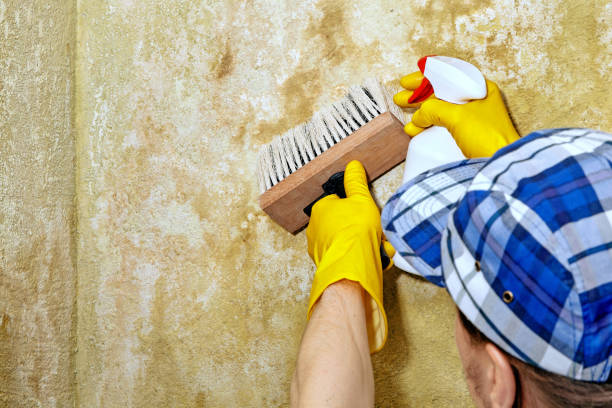 Best Biohazard Mold Removal  in Longboat Key, FL