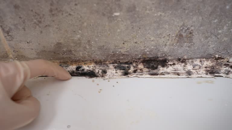 Best Airborne Mold Testing  in Longboat Key, FL